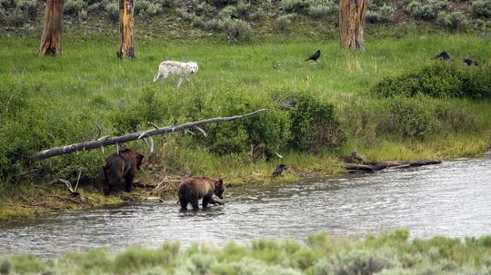 Inside Yellowstone's 'Zone of Death' Crimes Can't Be Prosecuted