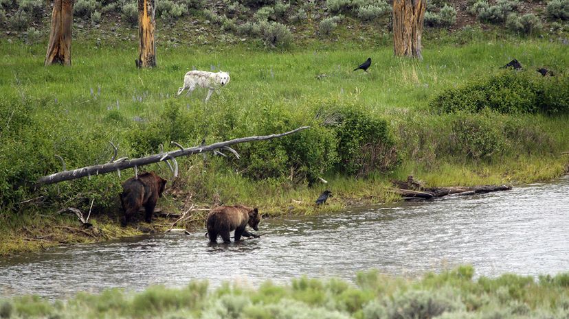 Yellowstone National Park's 'Zone of Death'