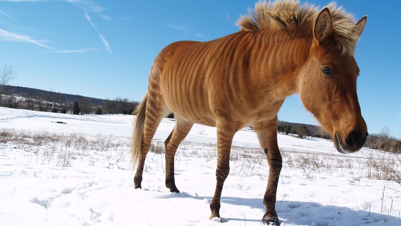 A curious zonkey walks in snow.