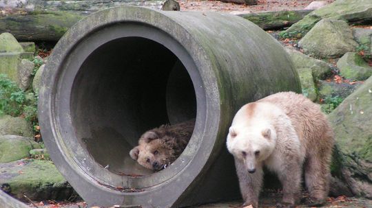 Why Grolar Bear Numbers Increase With Climate Change