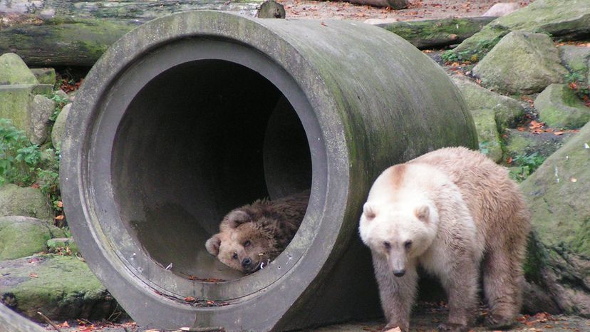 Pizzly bears on rocks and in an open cement tube