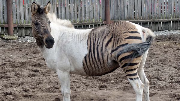 A Zorse Is a Horse, of Course, But It's Also a Zebra
