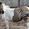 A Zorse Is a Horse, of Course, But It's Also a Zebra