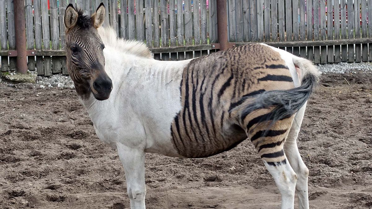 A Zorse Is a Horse, of Course, But It's Also a Zebra | HowStuffWorks