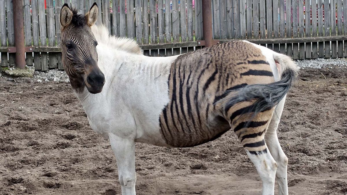 A Zorse Is a Horse, of Course, But Its Also a Zebra | HowStuffWorks