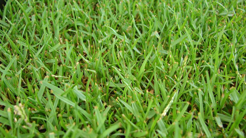 turf of zoysia grass