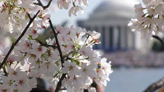 Family Vacations: National Cherry Blossom Festival