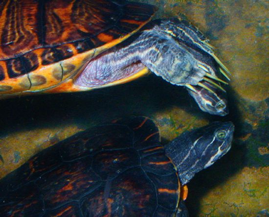 家庭度假:田纳西水族馆”class=