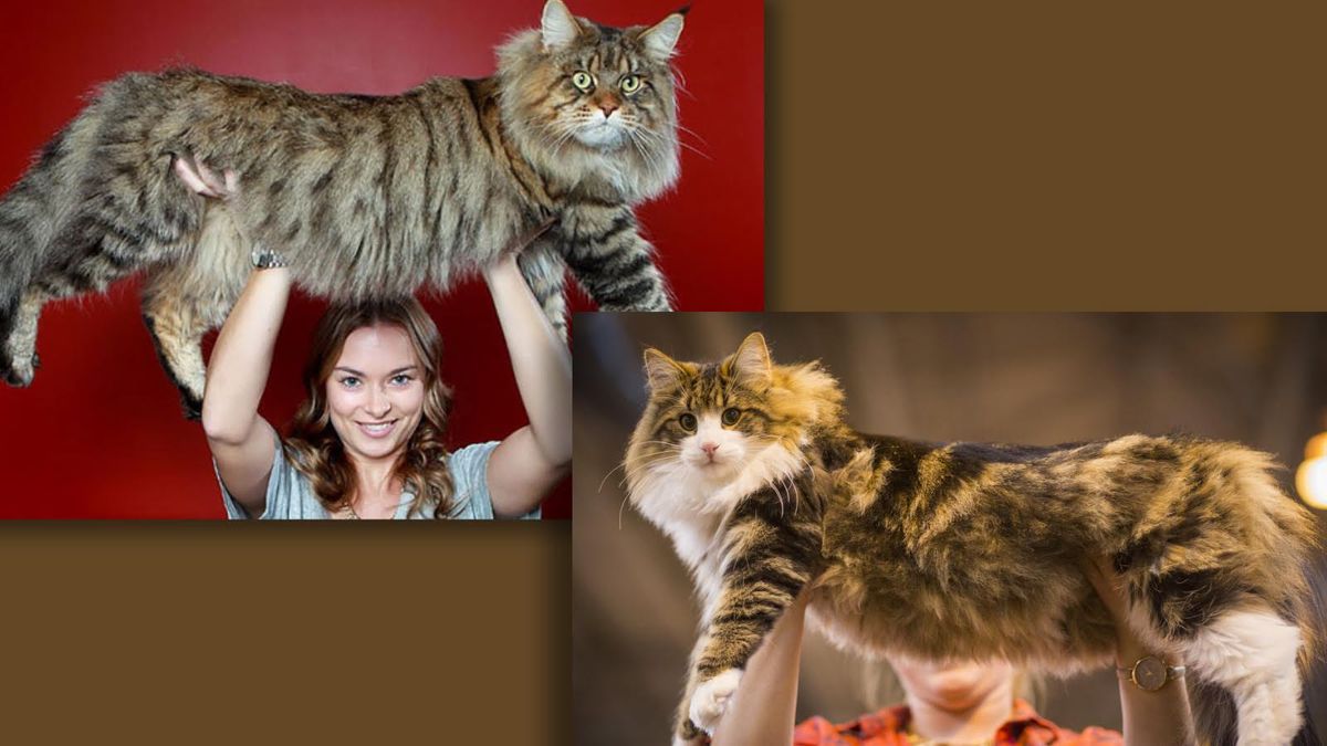 Giant siberian hot sale cat