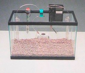 aquarian setup, step 8