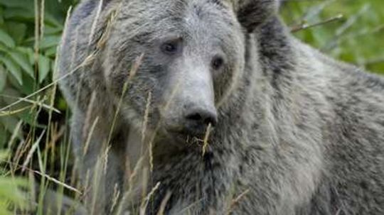 15 Tips for Surviving a Bear Encounter