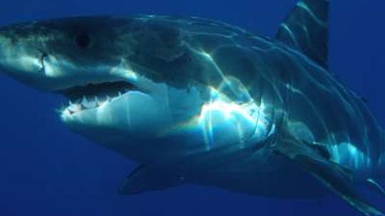 15 Tips for Surviving a Shark Attack