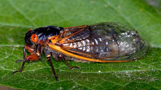 Why are cicadas so noisy?