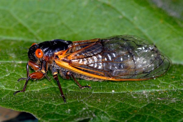 periodical cicada