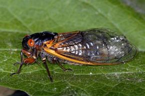 A periodical cicada (unlike your dog-day cicada) is 1.5 inches (3.8 centimeters) in length with a red-orange hue and protruding red eyes.