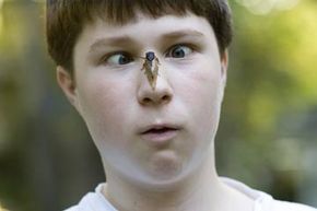 cicada, boy