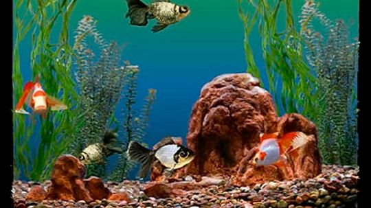 How to Choose Aquarium Fish