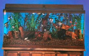 With the proper planning and preparation, keeping an aquarium can be a rewarding experience. See more aquarium pictures.