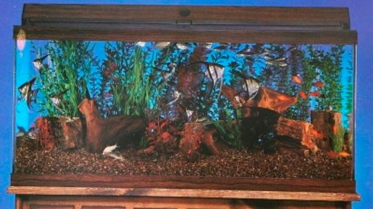 Aquarium Basics Howstuffworks