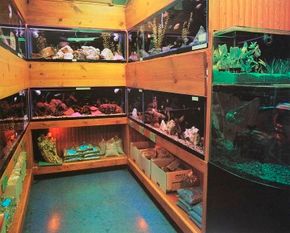 The choices for new fish are limitless, buttake care before introducing a strangerinto your aquarium community.