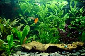 Fish owners have to be cautious and careful before transitioning a new member into the tank.