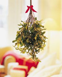 Mistletoe has quite a fertile past, which may be what led to the modern-day tradition of kissing underneath it.