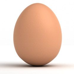 egg