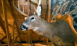 Mounted deer head on wall