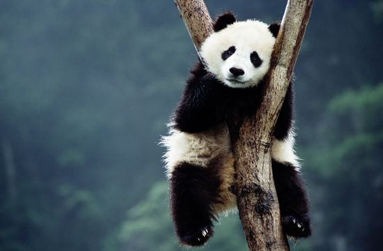 10 Oddball Questions Scientists Have Genuinely Tried to Answer