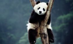 Not just adorable, no: Pandas are bacteria factories whose gut flora can reduce kitchen waste by 90 percent!