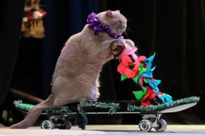 A cat performing during a show in the Moscow Cat Theatre, founded by famous Russian clown Yuri Kouklatchev.