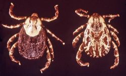 Tick bites may infect humans with Rocky Mountain spotted fever.