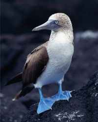 一只蓝脚鲣鸟＂width=