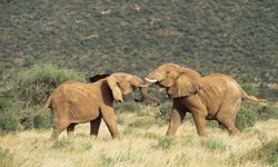 肯尼亚桑布鲁国家保护区的非洲象(雄象)正在打架＂width=