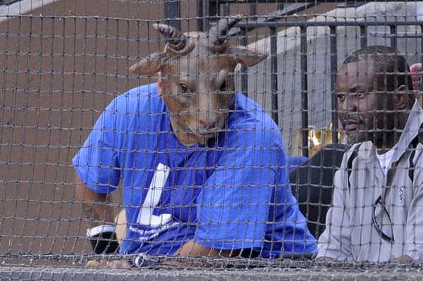 A White Sox fan wears a billy goat mask