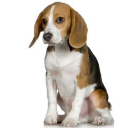 Beagles are incredibly sweet and loyal dogs -- and adorable to boot!
