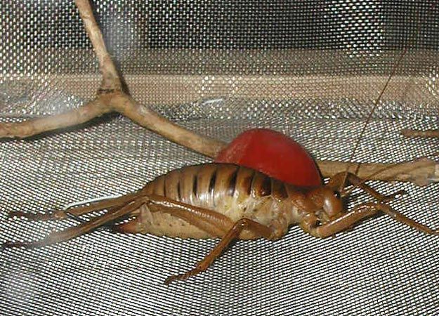 10-biggest-bugs-on-earth-howstuffworks