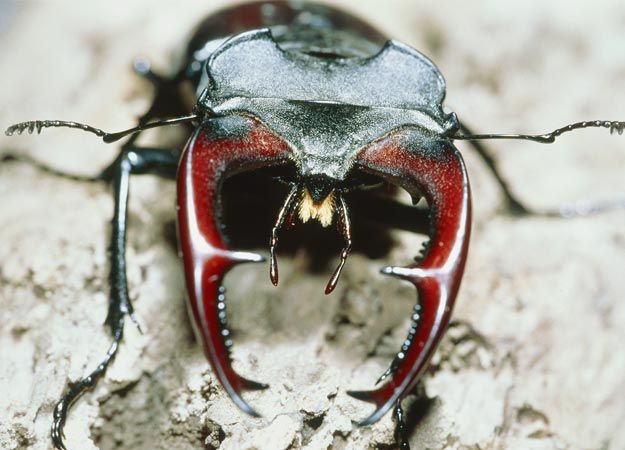 rainforest huge bugs