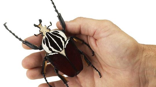 10 Biggest Bugs on Earth