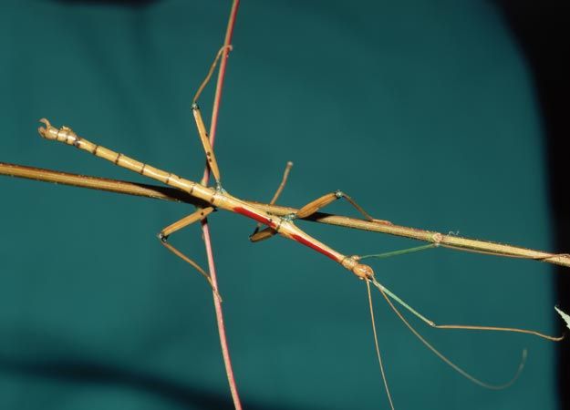 Twig-like walkingsticks relatively huge but harmless