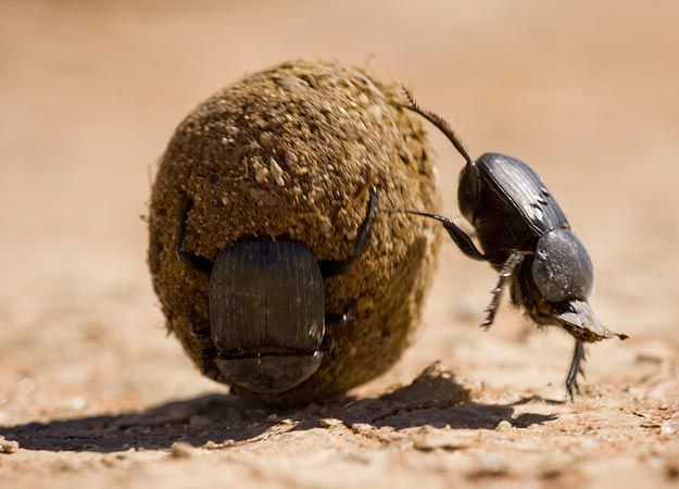 largest insect in the world ever