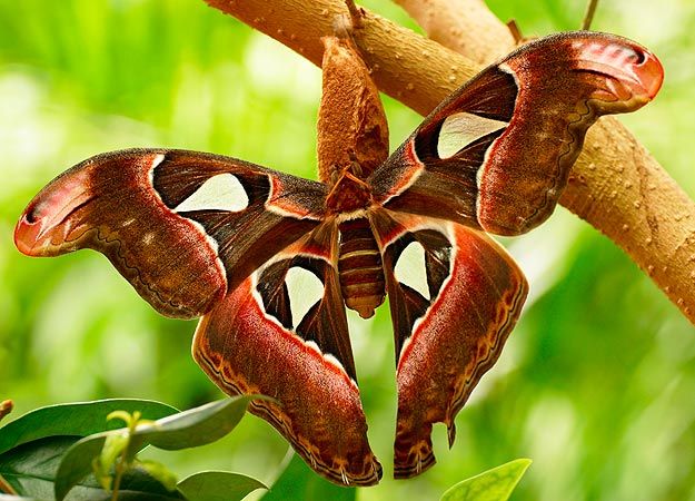 Atlas Moth