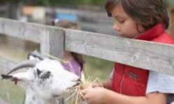 kid petting a goat