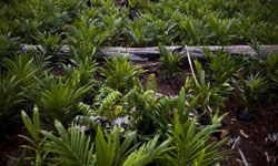 The growth of palm oil plantations in Indonesia has led to massive amounts of deforestation.