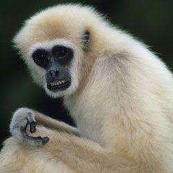 It can be hard to find the right room for your gibbon.