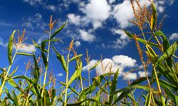 Cornfield and sky