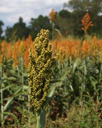 With various strains that grow in different environments, sorghum has great biofuel potential.