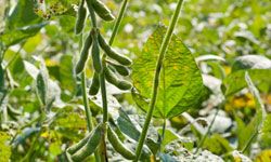 Soybeans are very versatile and have a promising future in the biofuel industry.