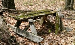 A broken, old wooden picnic table covered in moss, surrounded by leaf litter.