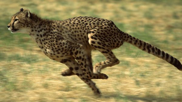 cheetah running